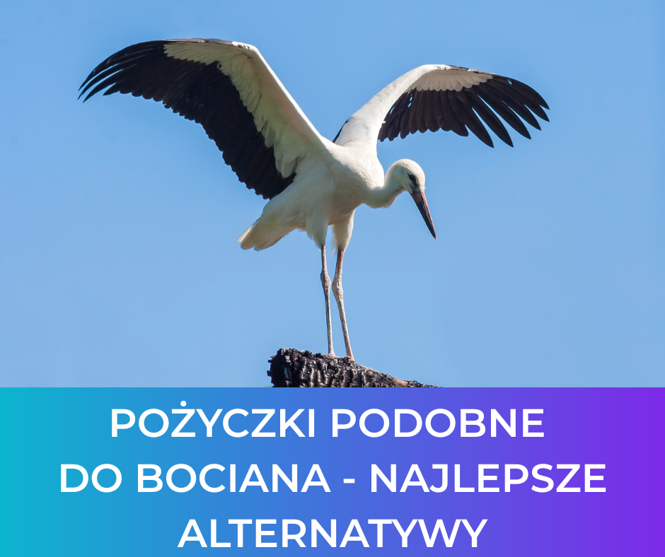 Pożyczki podobne do Bociana – najlepsze alternatywy